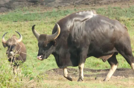 A gaur in the foreground with another animal behind in Periyar’s grassland setting.