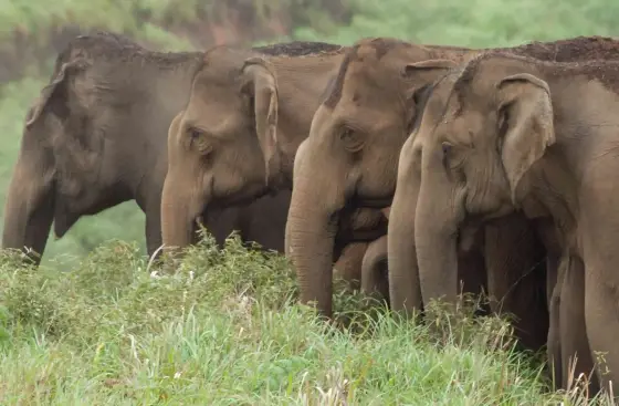 Four elephants partly concealed by tall grass in Periyar’s official programme photograph.