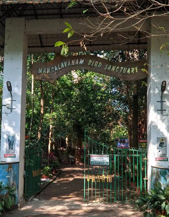 Mangalavanam Bird Sanctuary (1)