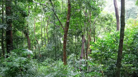 Shendurney Wildlife Sanctuary (1)