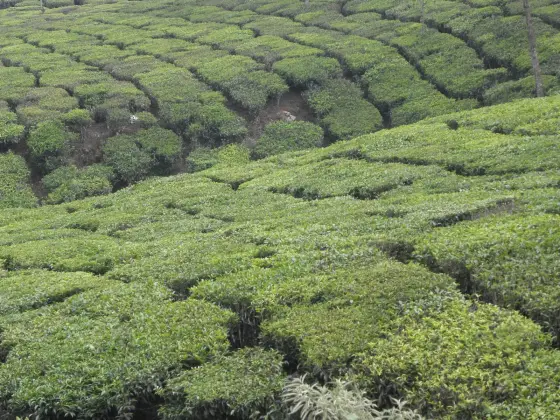 Munnar (4)