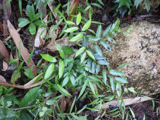 Peppara trek (4)