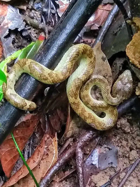 Shendurney Wildlife Sanctuary (3)