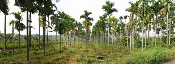 Muringoor Divine Retreat Centre (4)