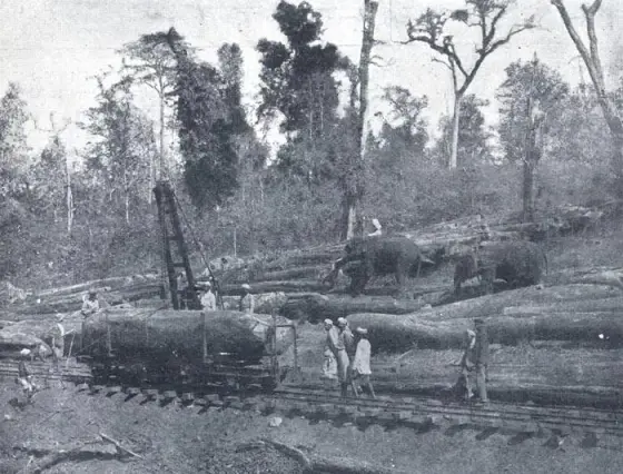 Elephants moving logs for shipment on the Cochin State Forest Tramway, from Edward Harran’s account of the line published in Scientific American on 26 February 1910. This is the freight system that fed the Chalakkudy market before lorries did. The photograph is of the forest end of the line; the exact spot is not recorded, and it is not Chalakkudy.