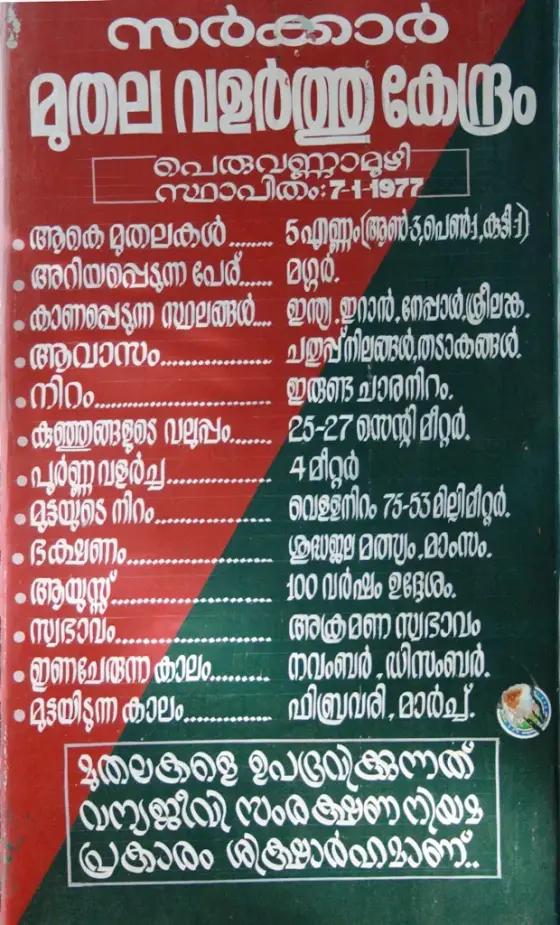 Peruvannamuzhi Dam (5)