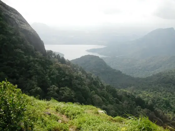 The forest below the rock, with no planting anywhere in it — the thing that makes this view different from the plateau’s other viewpoints.