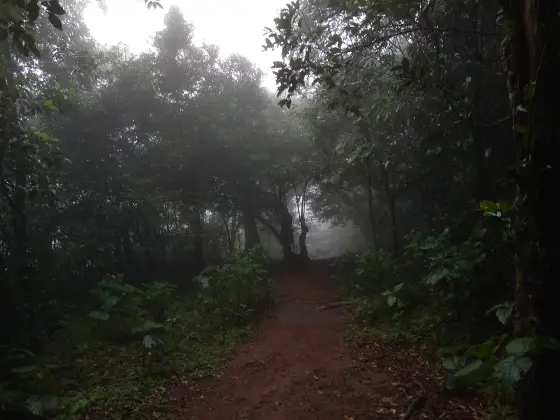 The path in to Kesavan Para: red earth under a closed evergreen canopy, with the bare rock showing pale through the mist at the end of it.