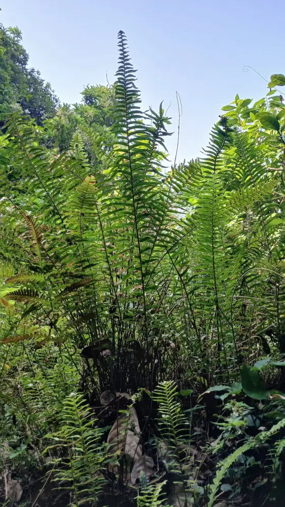 Malabar Wildlife Sanctuary (5)