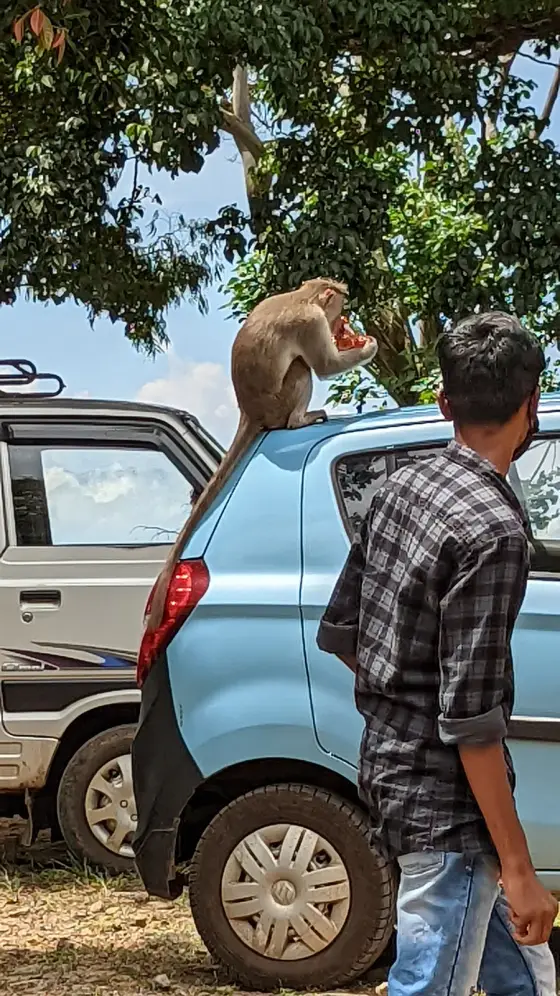 A bonnet macaque sitting on a car roof in the viewpoint car park, eating a biscuit. They are entirely habituated and they will go through an open window.