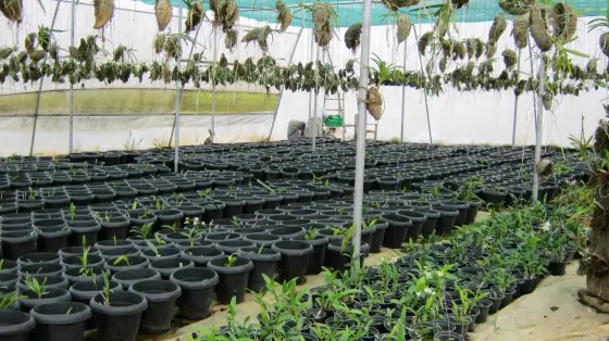 The nursery house: hundreds of black pots in ranks under shade netting, with orchids hanging above them in coconut-husk baskets from wires strung the length of the roof.