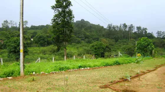 Vegetable beds edged with brick and a single sunflower at the end of a row, with the wooded hillside behind under a bright overcast.