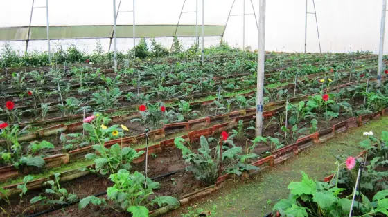 Inside a polyhouse. Raised beds edged with timber, drip lines running down each row, and gerberas in red, pink and yellow standing among the greens.