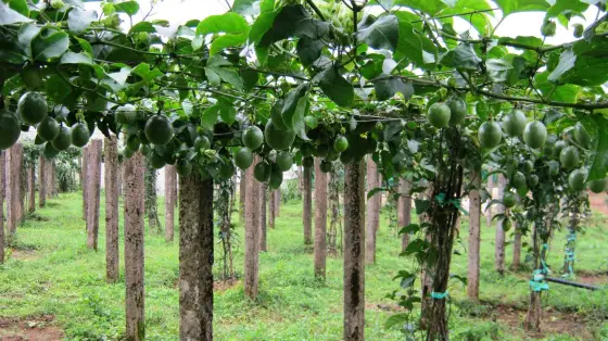 Passion fruit on its trellises — concrete posts with the vines trained overhead and the fruit hanging in rows underneath. Twenty-seven acres of this is the farm’s largest crop, nearly four times the ground the oranges take.