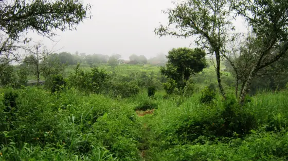 A grass path running down through the rank growth toward the orchard blocks and the farm buildings, with the mist closing the hillside behind them.