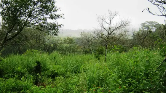 Rank grass and scrub at the top of the farm, with the hillside dissolving into mist a few hundred metres away.