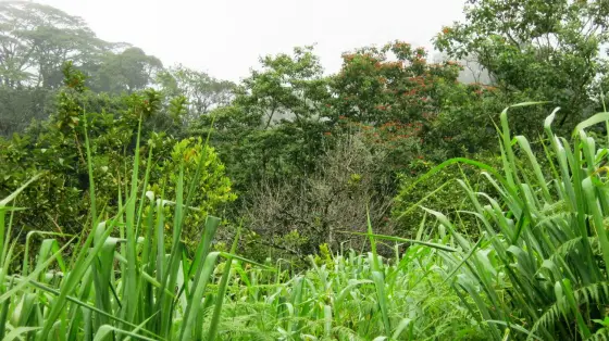 The edge where the planting gives out into the hillside, with a tree in full orange-red flower standing against the wet forest behind it.