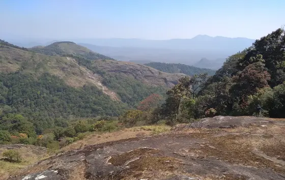 Wet evergreen forest of the kind that fills the fold below the rock, unbroken from the valley floor to the ridge.