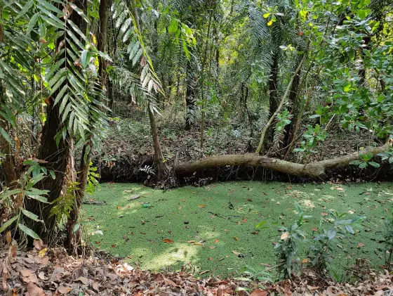 Pathiramanal Island (5)