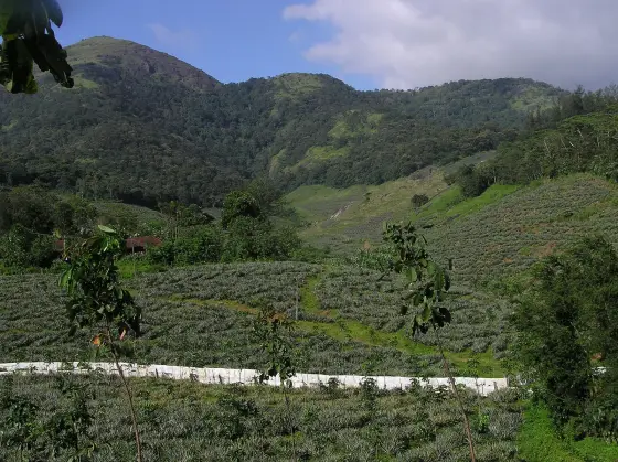 Aryankavu (6)