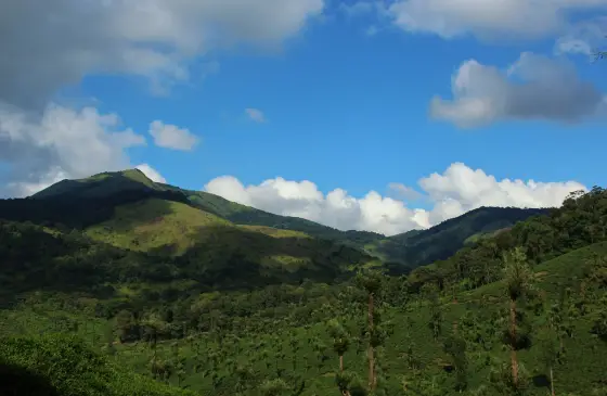 The estate below the top, where the planted ground gives out and the grassland begins.