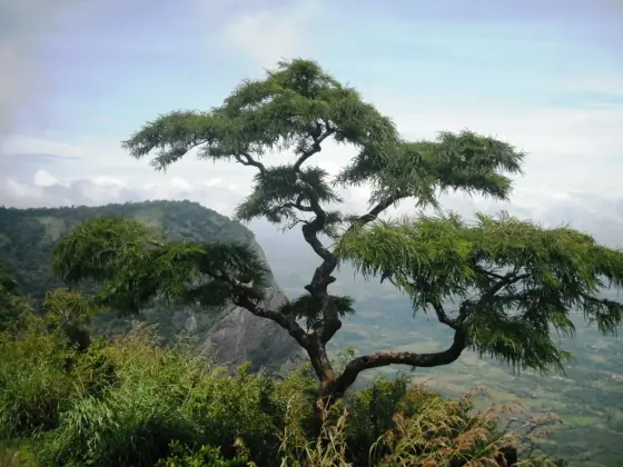 The edge of the plateau at Seetharkundu, where the ground stops and the Palakkad plain begins about a thousand metres below.