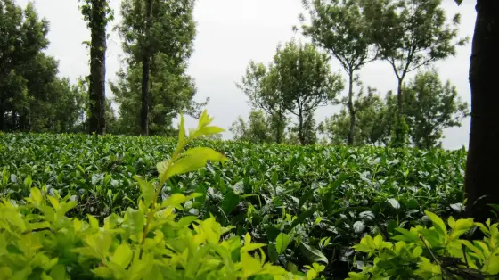 The Seethargundu estate immediately below the viewpoint — arabica coffee and cardamom planted after the 1889 lease, farmed biodynamically since 2000.