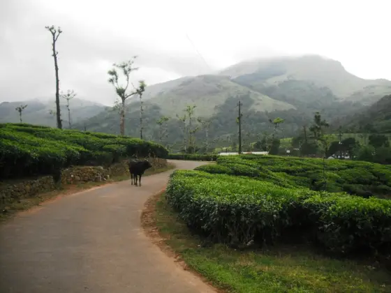 Tea on the plateau below the rock. The estates run right up to the edge of the uncleared ground.