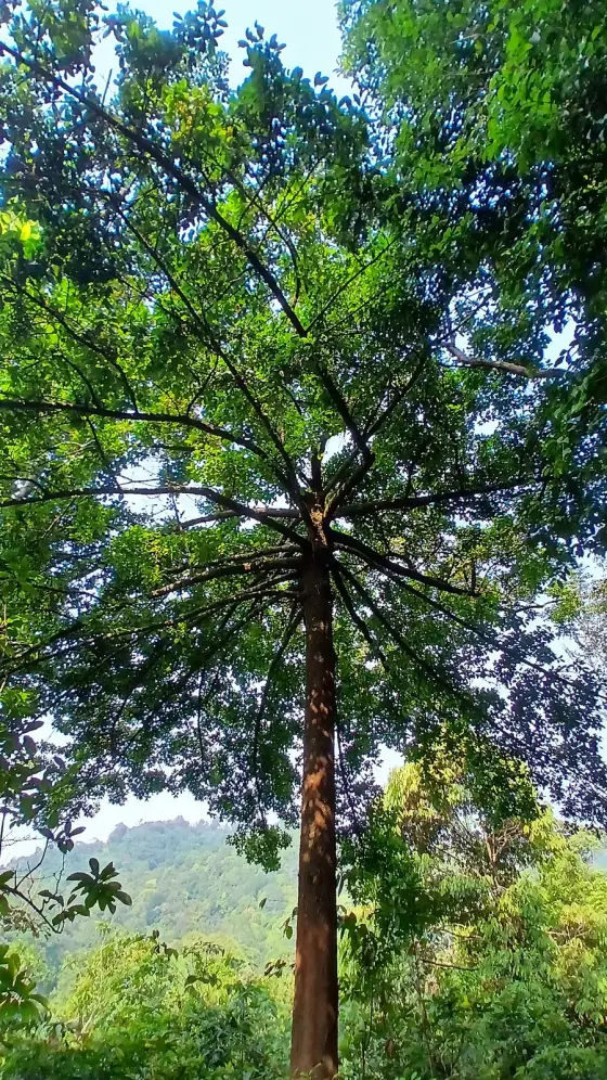 Malabar Wildlife Sanctuary (4)