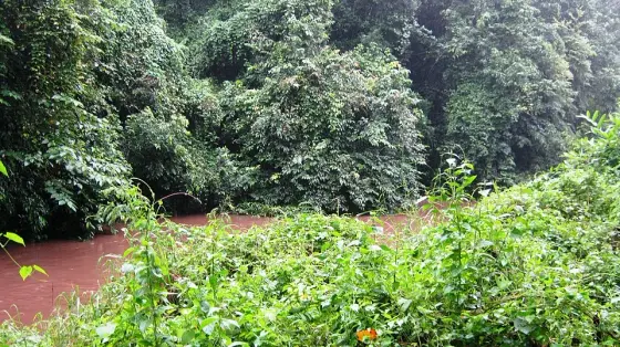The Achankovil River in the surrounding reserve forest, photographed by Jaseem Hamza. This shows the forest setting rather than the temple’s ritual bathing point.