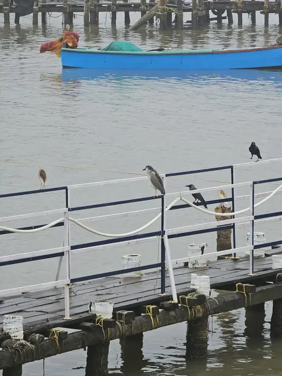 Birds perched along the pier at Beypore.