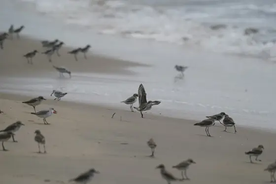 Shorebirds on the beach at Chaliyam.