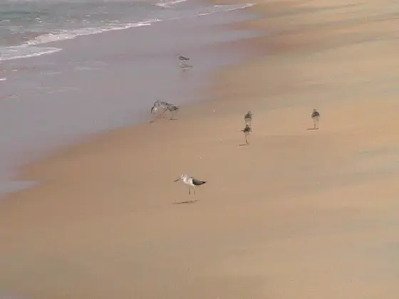 Birds along the Kappad shore.