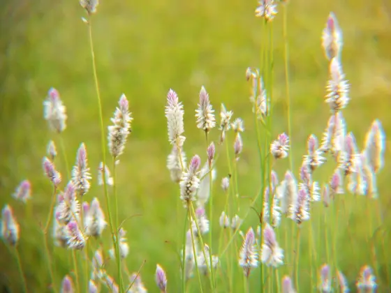 Small flowering plants on Madayipara.