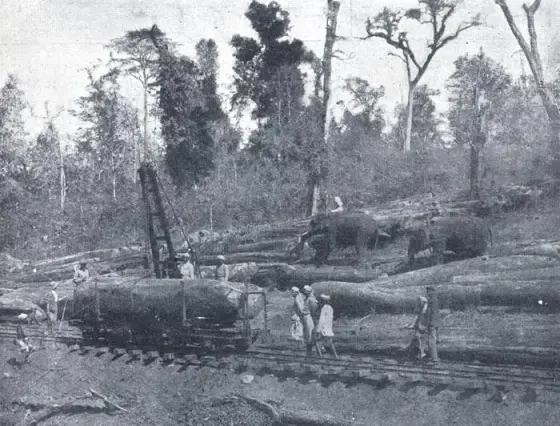 Elephants moving logs for shipment on the Cochin State Forest Tramway, in a photograph published in 1910. The precise location along the former line is not identified.