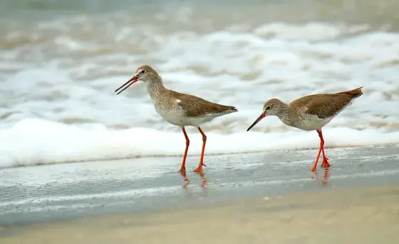 Redshanks feeding at the waterline at Thottappally.