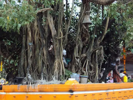 The sacred tree and platform at Oachira.