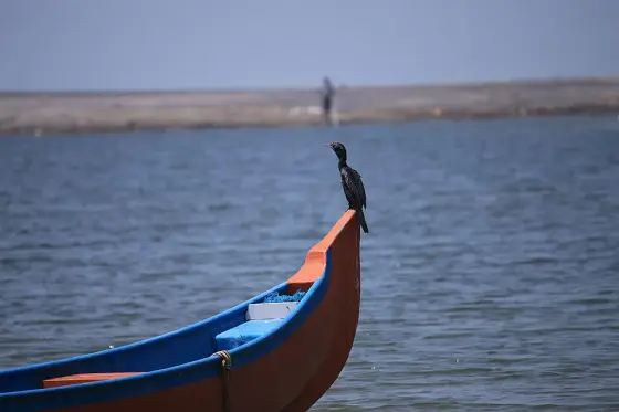 A cormorant on a boat at Thottappally.