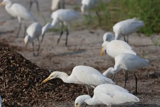 Egrets feeding beside the beach at Thottappally.