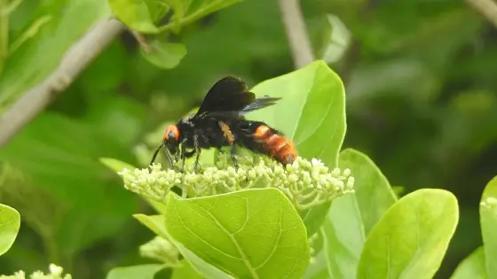 An insect photographed on flowering vegetation at Madayipara.