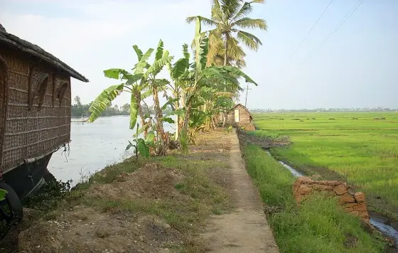 Kuttanad (1)