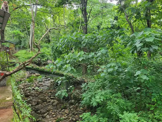 The rocky stream bed in the forest near the entrance.