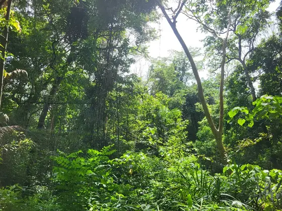 Forest canopy beside the approach to Kumbhavurutty.