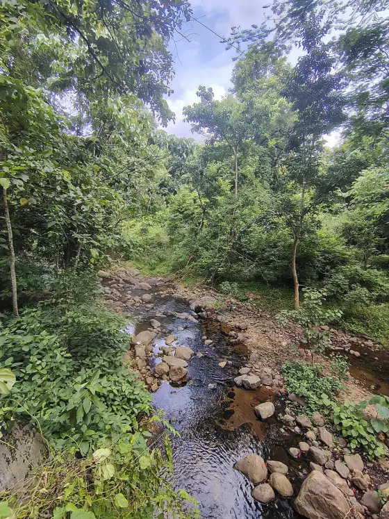 Water flowing between rocks in the forest stream.