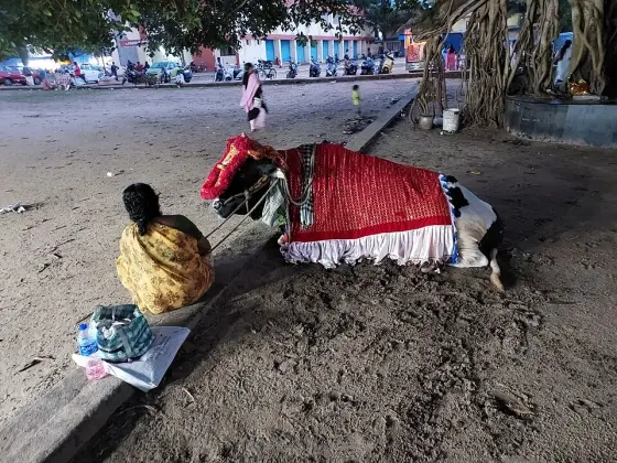 A decorated bull resting in the grounds at Oachira.