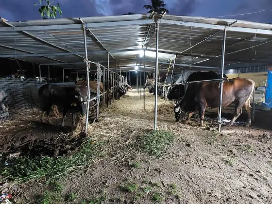 The bull shelter at Oachira.