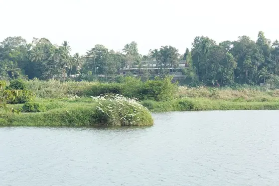 The Periyar river at a kadavu near Kalady, quiet water against a grassy bank