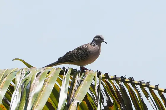 A bird photographed at Poyilakavu, near Koyilandy.