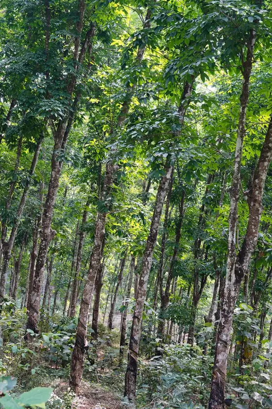 Rubber trees in the countryside around Erumeli.