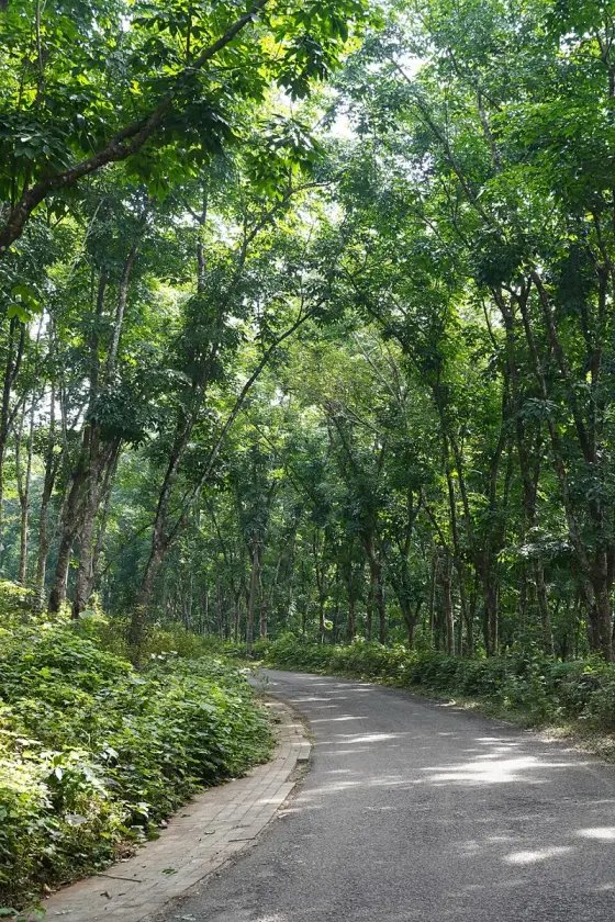 A road through the rubber plantation at Cheruvally Estate, Erumeli.